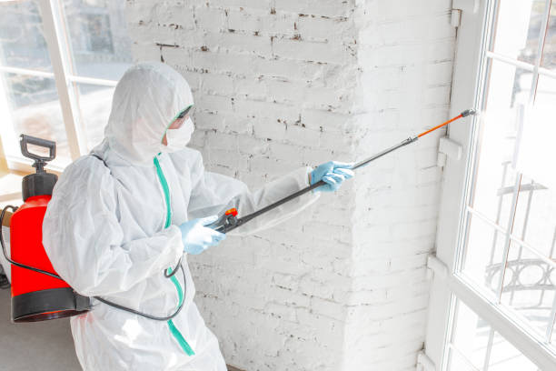 Why You Should Choose Our Mold Remediation Services in West Columbia, TX